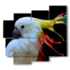 painting parrot color painting - version: 5 pannelli 106x98cm