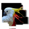 painting parrot color painting - version: 6 pannelli 113x99cm