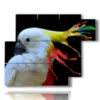 painting parrot color painting - version: 6 pannelli 122x96cm