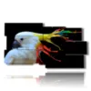 painting parrot color painting - version: 10 pannelli 183x100cm