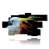 painting parrot color painting - version: 10 pannelli 212x111cm