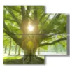 tableaux avec arbre avec le soleil dans les branches - version: 4 pannelli 91x85cm