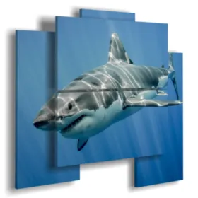 ''Shark paintings''