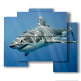 Cuadros tiburón