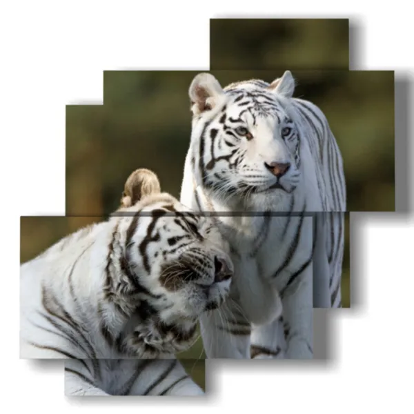 quadri tigre