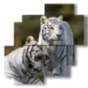 Cuadros de tigre