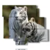 paintings tigre in pairs - version: 6 pannelli 113x99cm