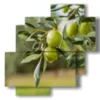paintings of modern olive trees - version: 4 pannelli 77x78cm