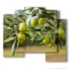 paintings of modern olive trees - version: 5 pannelli 89x77cm