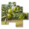 paintings of modern olive trees - version: 5 pannelli 110x105cm