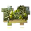 tableaux d oliviers modernes - version: 16 pannelli 207x149cm