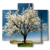 paintings beautiful blooming trees in spring - version: 5 pannelli 89x85cm