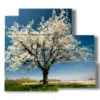 tableaux de beaux arbres en fleurs au printemps - version: 5 pannelli 102x93cm