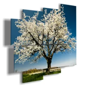 Spring Flowering Trees Paintings