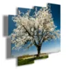 Spring Flowering Trees Paintings