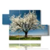quadri alberi in fiore bellissimi in primavera - version: 5 pannelli 128x85cm