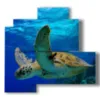 bilder mit fischen und schildkroeten - version: 4 pannelli 83x78cm
