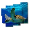 paintings with fish and turtles - version: 5 pannelli 106x98cm