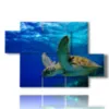 bilder mit fischen und schildkroeten - version: 5 pannelli 128x85cm