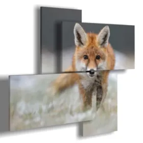 quadri animali selvatici