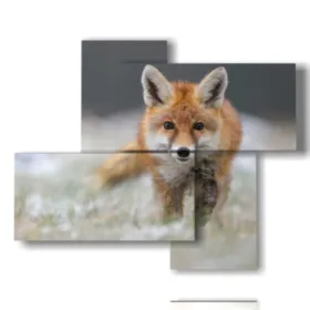 grandes images d''animaux