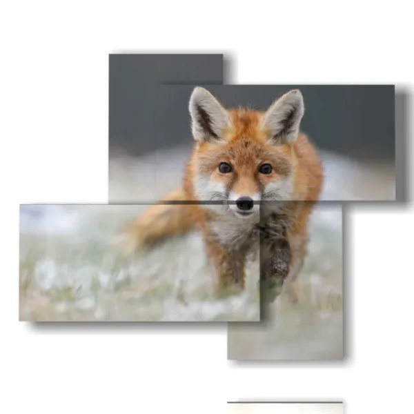 Animal photo paintings