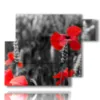 tableau photo coquelicots blanc noir rouge - version: 6 pannelli 122x96cm