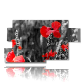 photo de coquelicots