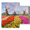 bilder mit bunten tulpen in einer typisch hollaendischen landschaft - version: 4 pannelli 91x85cm