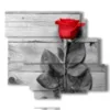 painting with red rose surrounded by gray - version: 6 pannelli 113x99cm