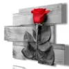 stampa con rosa rossa