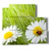 bild von fotos mit gaensebluemchen und marienkaefer - version: 5 pannelli 102x93cm