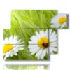 painting of photos with daisies and ladybug - version: 6 pannelli 122x96cm