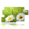 painting of photos with daisies and ladybug - version: 7 pannelli 157x90cm