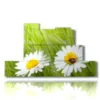 painting of photos with daisies and ladybug - version: 7 pannelli 171x101cm
