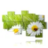 painting of photos with daisies and ladybug - version: 10 pannelli 186x115cm
