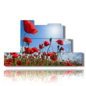 Foto von roten Mohnblumen