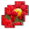 bilder von roten tulpen die gelb umarmen - version: 4 pannelli 77x78cm