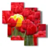 bilder von roten tulpen die gelb umarmen - version: 4 pannelli 97x97cm