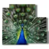 wonderful peacock tail painting - version: 5 pannelli 102x93cm