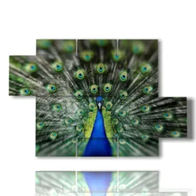 Cuadro diseño de pavo real