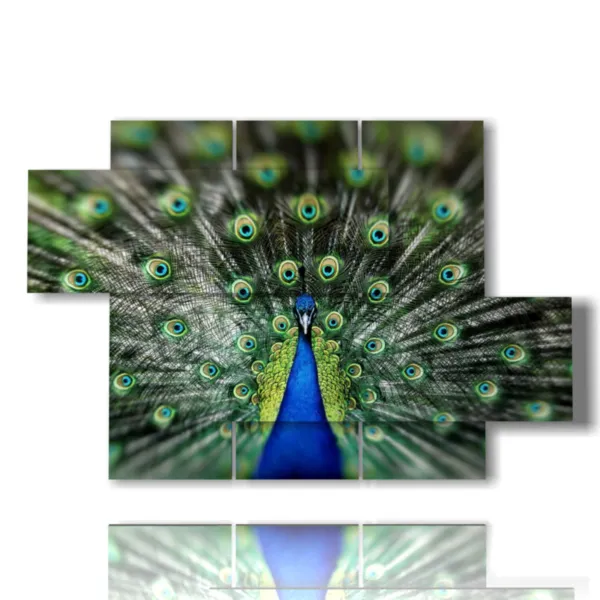 Rahmen Pfauen-Design