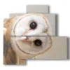 modern paintings with owl birds - version: 4 pannelli 83x78cm
