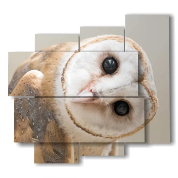 tableaux modernes avec des oiseaux