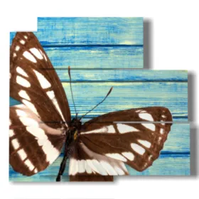 quadro con ali di farfalla