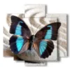 painting of a blue butterfly in a white sand - version: 5 pannelli 89x85cm