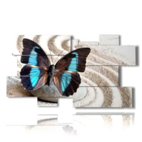 butterfly frame