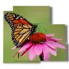 tableaux papillons colores en fleurs colorees - version: 5 pannelli 102x93cm