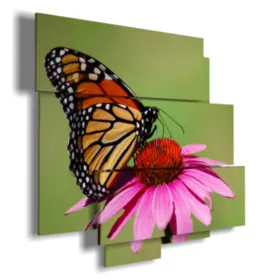 Bilder Schmetterlinge in bunten Blumen