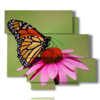 tableaux papillons colorés en fleurs colorées